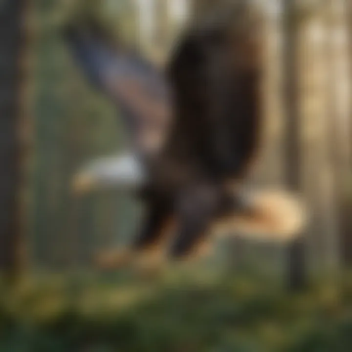 Majestic bald eagle soaring above the forest