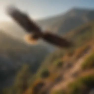Majestic Bald Eagle soaring over California landscape