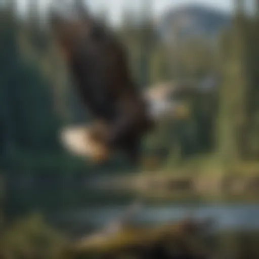 Majestic Bald Eagle soaring over Sardine Lake