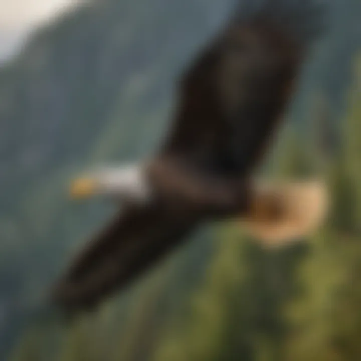 Majestic Bald Eagle Soaring over Sitka Alaska