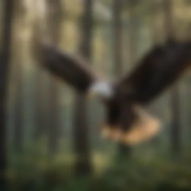 In Flight: The Graceful Majesty of the Bald Eagle Majestic bird soaring through the sky