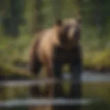 Majestic Bear in Alaskan Wilderness