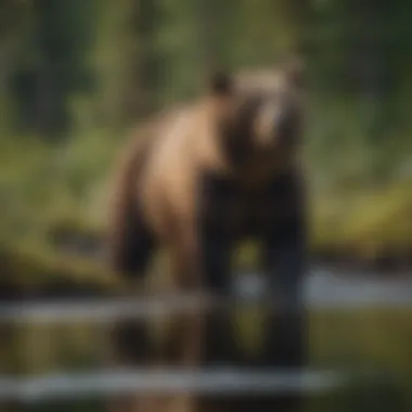 Majestic Bear in Alaskan Wilderness