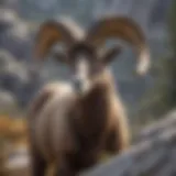 Majestic Bighorn Sheep in Rocky Terrain