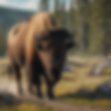 Iconic Bison Roaming Yellowstone Majestic Bison in Yellowstone
