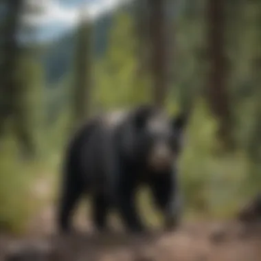 Majestic Black Bear Roaming the Wilderness of Ouray Enigmatic Black Bear in Ouray