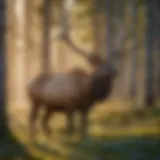 Majestic Bull Elk in Redfish Lodge