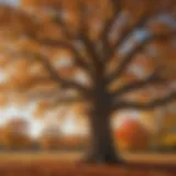 Majestic Bur Oak tree in autumn colors