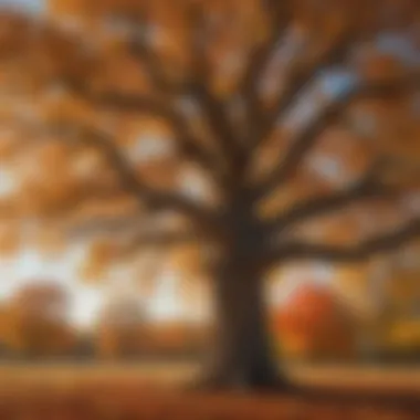 Majestic Bur Oak tree in autumn colors