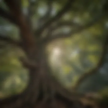 The Enchanting Canopy: A Glimpse of The Eastwood's Majesty Majestic Canopy of The Eastwood