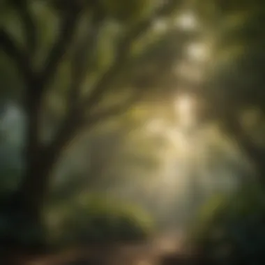 Majestic Canopy with Sunlight Filtering Through Leaves Majestic-Canopy-Sunlight-Filtering