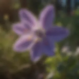 Majestic Colorado Columbine Flower in Full Bloom