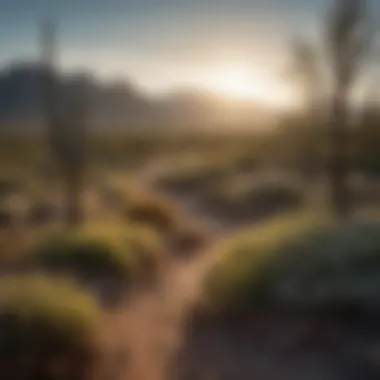 Jeep Trail Overlooking Tucson's Majestic Desert Landscape