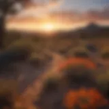 Majestic Desert Sunset in Texas