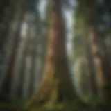 Majestic Douglas Fir tree in lush Pacific Northwest forest
