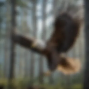 Majestic Eagle Soaring Majestic eagle soaring in the clear blue sky