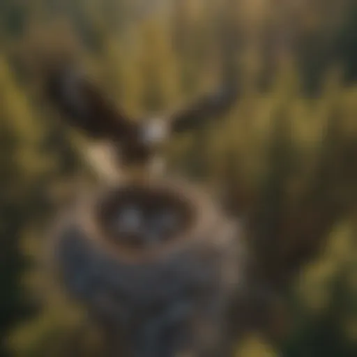 Majestic Eagle Nesting Pair in Flight