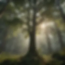 Majestic Forest Canopy at Camp Nederland