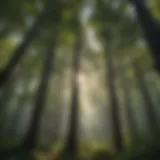 Majestic Forest Canopy in the Aftermath of Eldora Closing Date