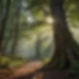 Majestic forest canopy in Jefferson National Forest