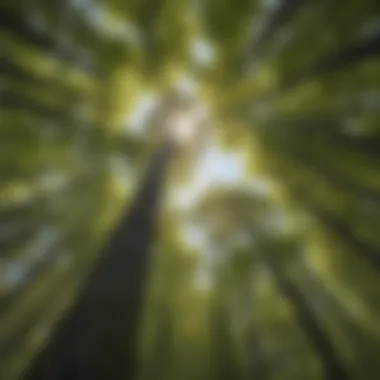 Majestic Forest Canopy in New Hampshire Majestic Forest Canopy in New Hampshire