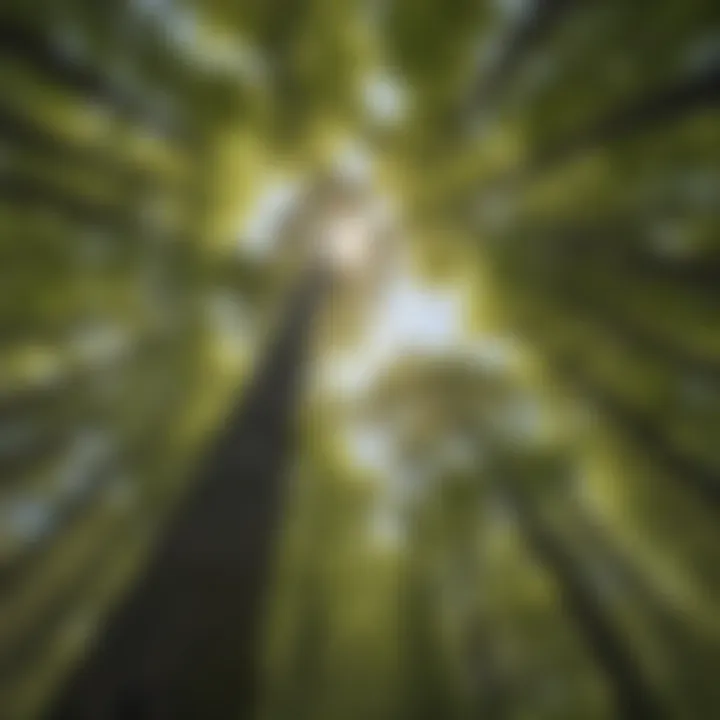 Majestic Forest Canopy in New Hampshire Majestic Forest Canopy in New Hampshire