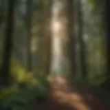 Majestic forest canopy with sunlight filtering through leaves