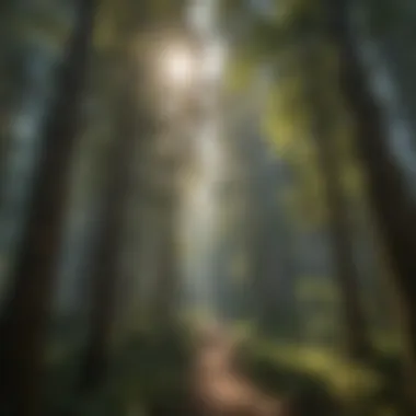 Majestic Forest Canopy in Wenatchee Majestic Forest Canopy in Wenatchee