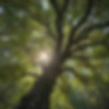 Majestic Forest Canopy in White Mountain National Forest