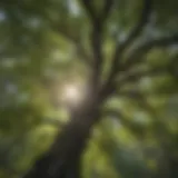 Enchanting Forest Canopy in White Mountain National Forest Majestic Forest Canopy in White Mountain National Forest