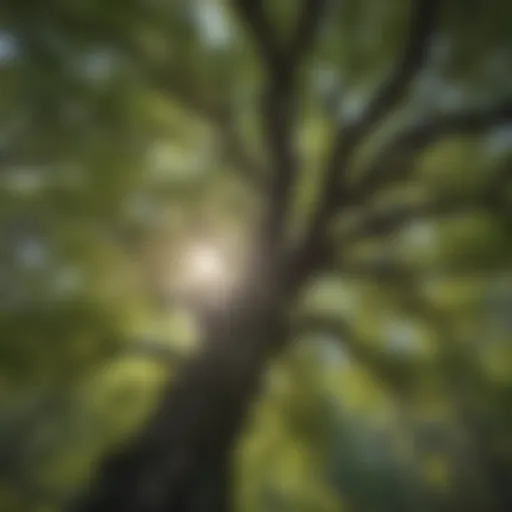 Enchanting Forest Canopy in White Mountain National Forest Majestic Forest Canopy in White Mountain National Forest
