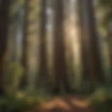 Sunlit Canopy of Giant Redwoods Sunlight filtering through the towering redwood trees