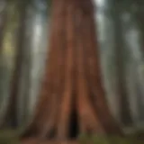 Majestic Giant Sequoia Tree in Sequoia National Forest