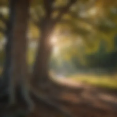 Majestic Hackberry tree in the heart of Kansas wilderness