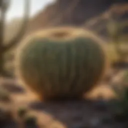 Majestic Hedge Cactus in the Desert