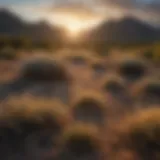 Majestic Huachuca Mountains at Sunset