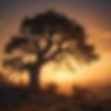 Silhouette of Juniper Tree at Sunset Majestic Juniper Tree Silhouette Against Sunset
