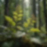 Majestic Knotweed in Nature