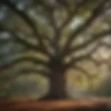 Majestic Live Oak tree in South Carolina