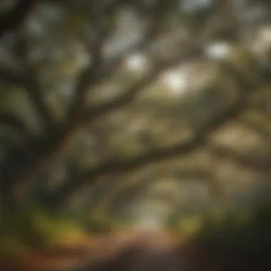Majestic Live Oak Trees in Louisiana