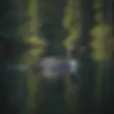 Majestic Loon Gliding on Crystal Waters