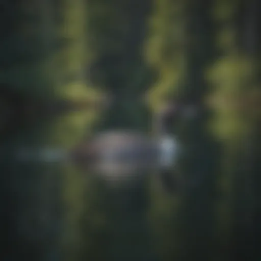 Majestic Loon Gliding on Crystal Waters