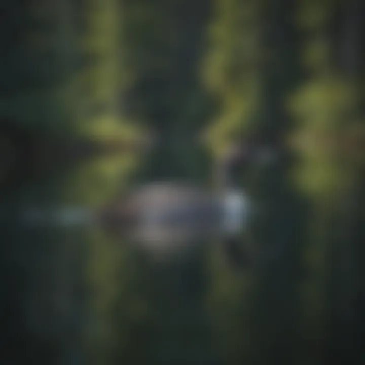 Majestic Loon Gliding on Crystal Waters