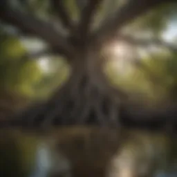 Majestic mangrove tree roots intertwined with nature