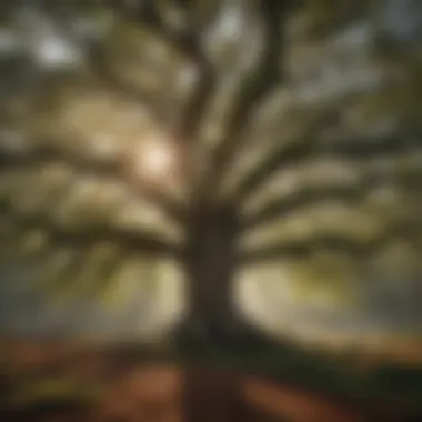 Majestic Oak Tree in American Forest Majestic Oak Tree in American Forest