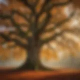 Majestic oak tree in autumn