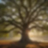 Majestic Oak Tree by Chewalla Lake