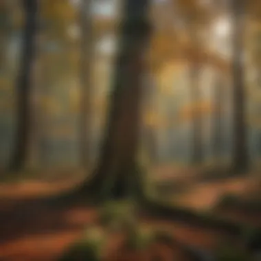 Majestic old-growth forest canopy in autumn