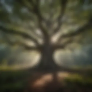 Ancient Canopy: Guardians of Biodiversity Majestic old growth tree canopy in national forest patch