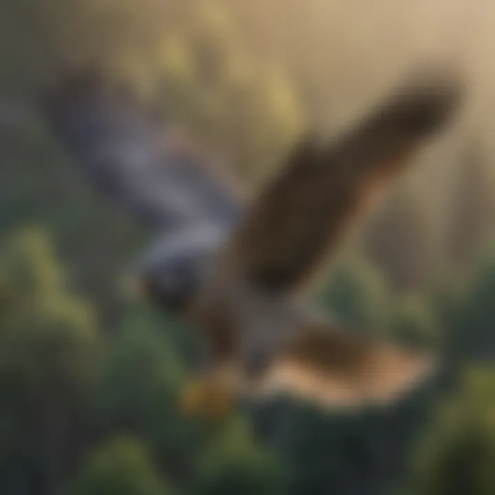 Majestic Peregrine Falcon in Flight